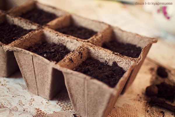 Посадила :) Photobucket