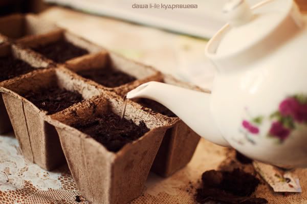 Посадила :) Photobucket