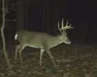Anyone seeing any bucks on camera? - The Great Outdoors