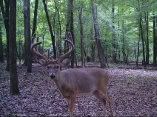 Anyone seeing any bucks on camera? - The Great Outdoors