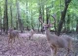 Anyone seeing any bucks on camera? - The Great Outdoors