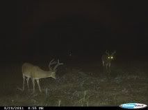 Anyone seeing any bucks on camera? - The Great Outdoors