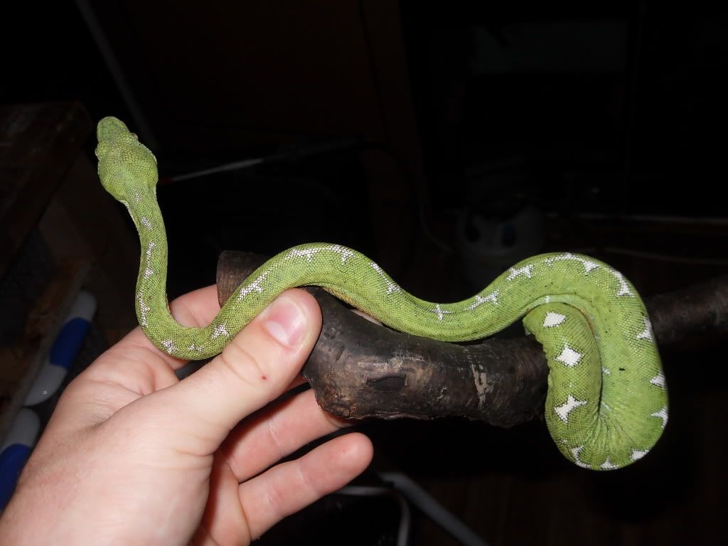 SE England Female Amazon Basin Green Tree Boa Reptile Forums