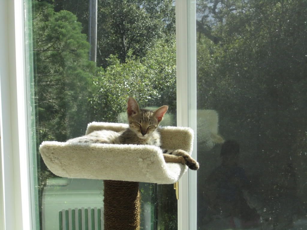 Apollo rests Pictures, Images and Photos