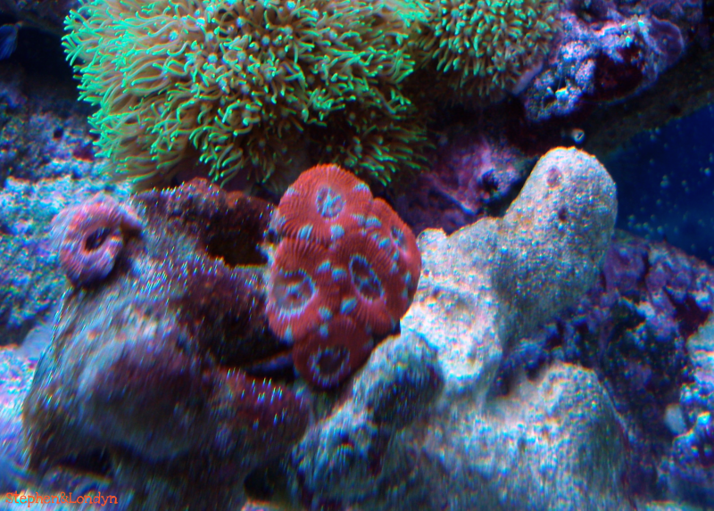 Coral - Coral Growth/Tank Photos
