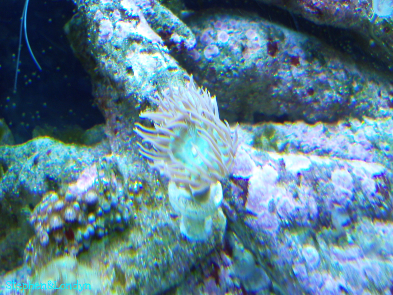 Coral10 - Coral Growth/Tank Photos