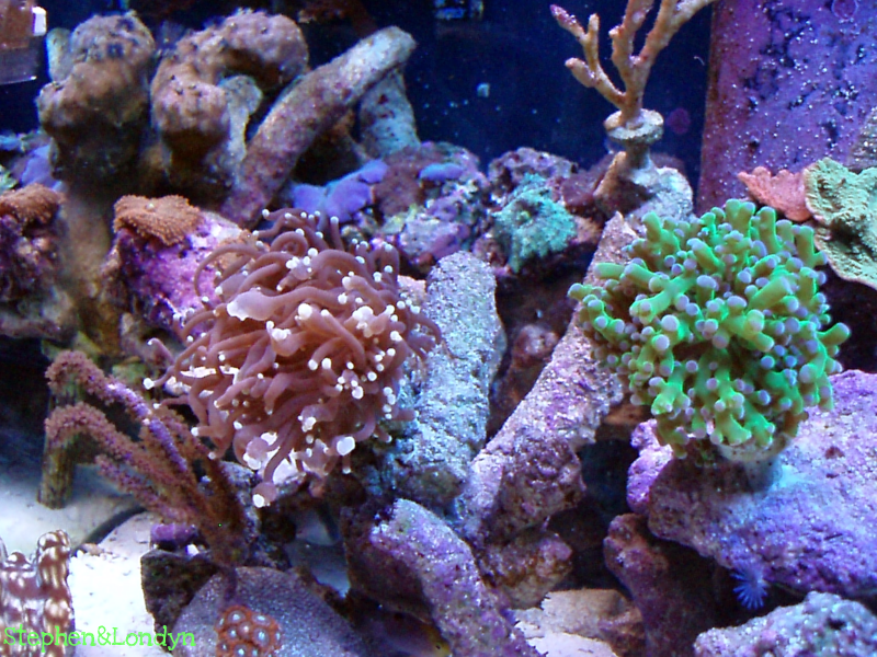 Coral12 - Coral Growth/Tank Photos