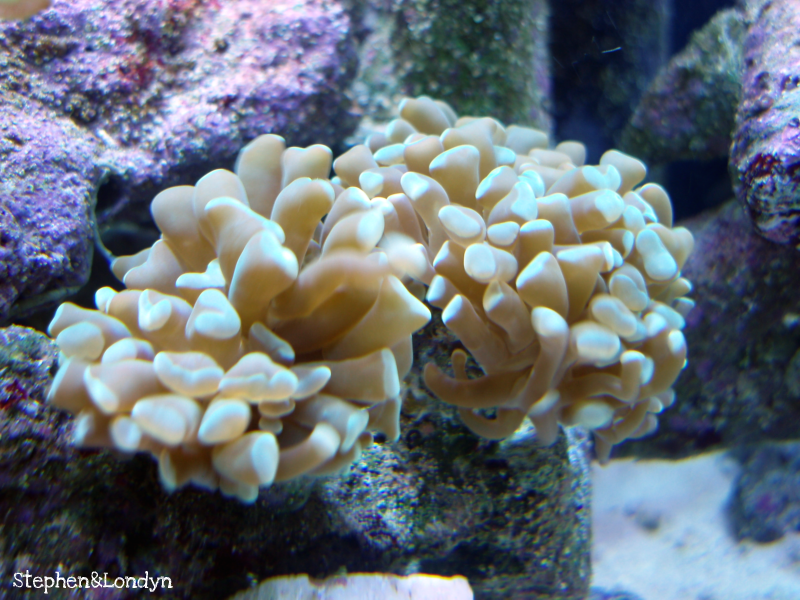 Coral14 - Coral Growth/Tank Photos
