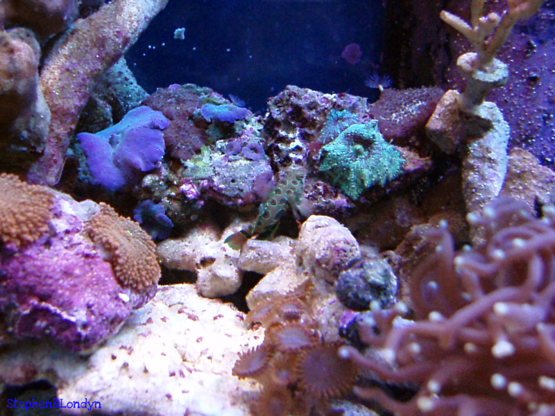Coral18 - Coral Growth/Tank Photos