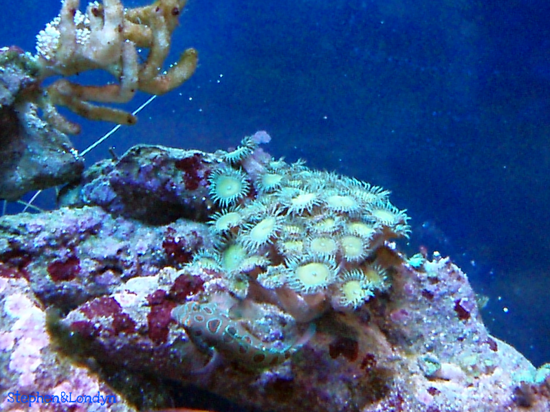 Coral19 - Coral Growth/Tank Photos
