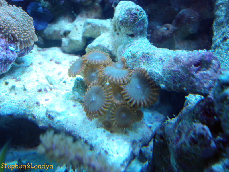Coral20 - Coral Growth/Tank Photos