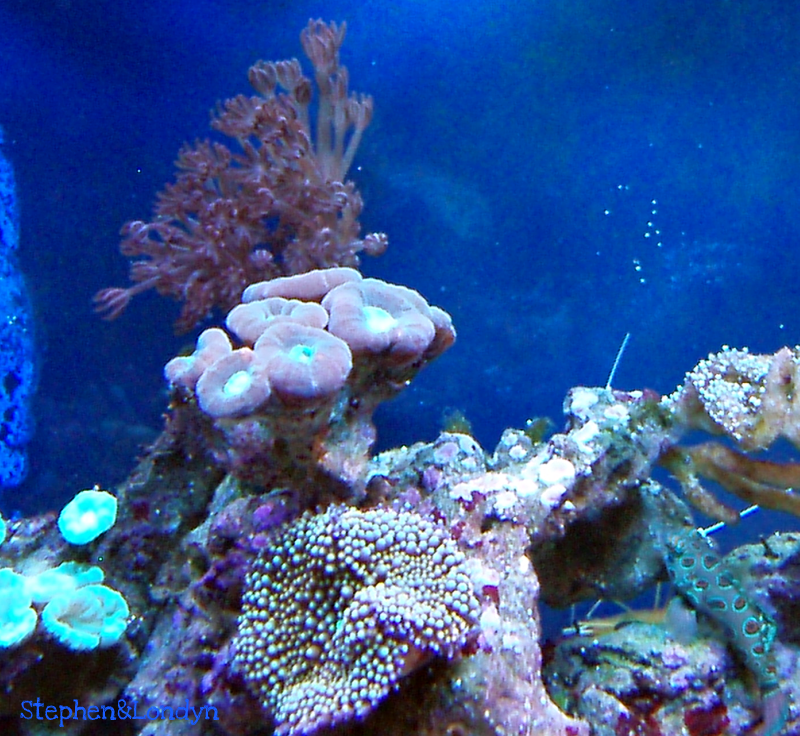 Coral23 - Coral Growth/Tank Photos