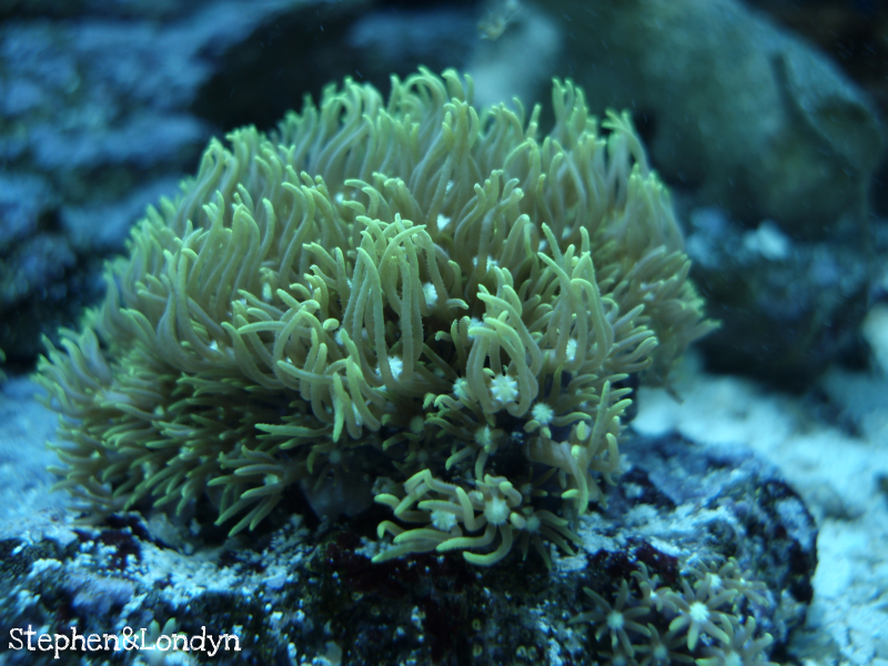 Coral24 - Coral Growth/Tank Photos