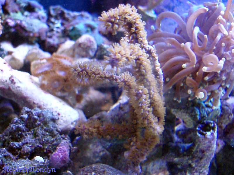 Coral25 - Coral Growth/Tank Photos