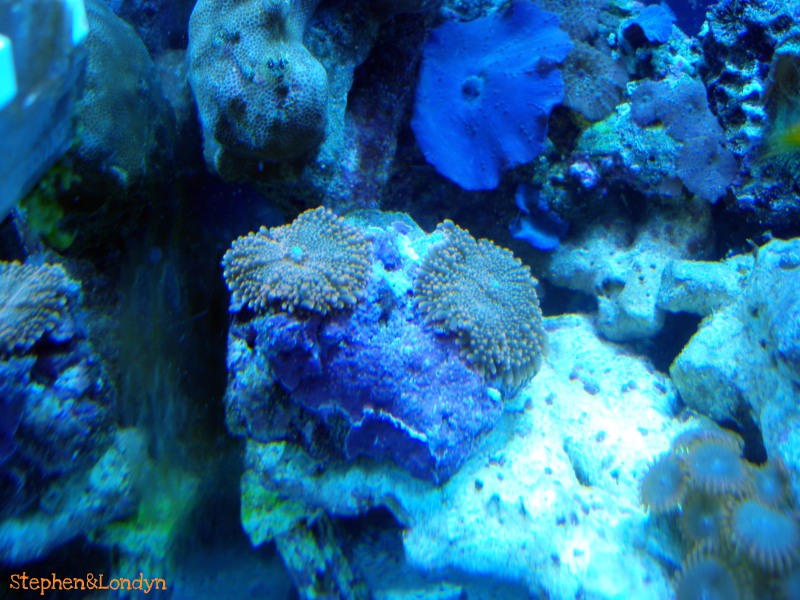 Coral26 - Coral Growth/Tank Photos