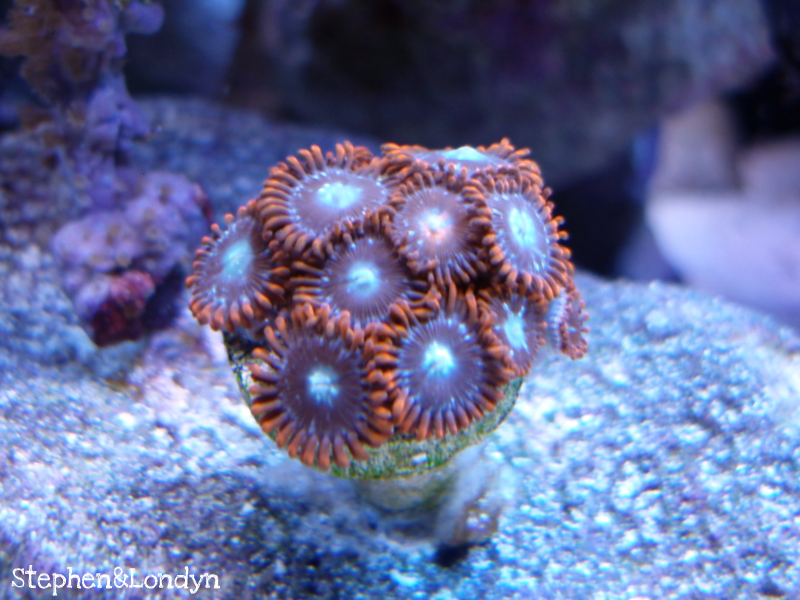 Coral27 - Coral Growth/Tank Photos