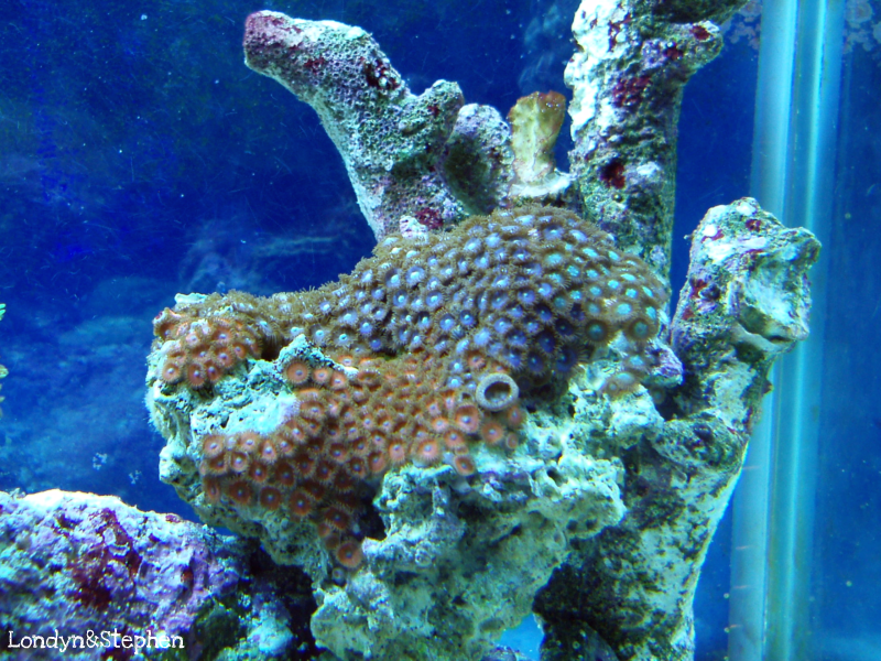 Coral28 - Coral Growth/Tank Photos
