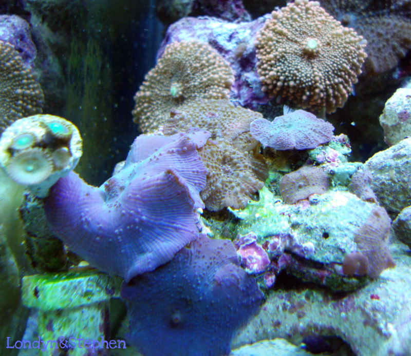 Coral29 - Coral Growth/Tank Photos