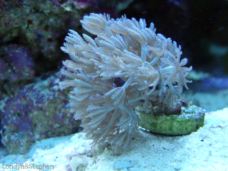Coral30 - Coral Growth/Tank Photos