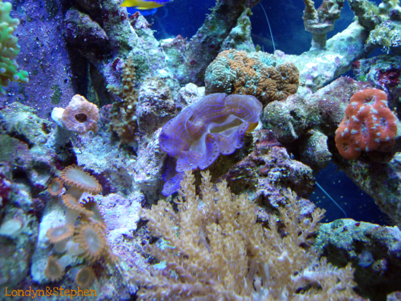 Coral31 - Coral Growth/Tank Photos