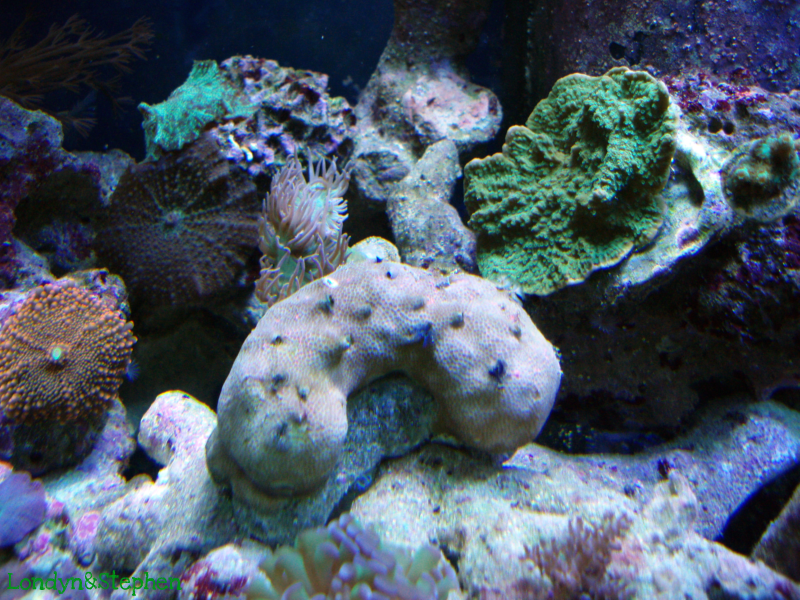 Coral32 - Coral Growth/Tank Photos