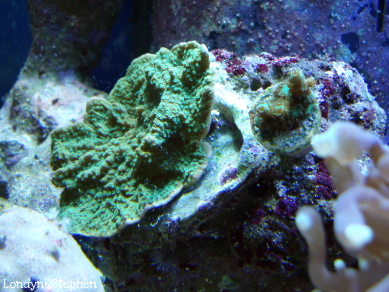 Coral33 - Coral Growth/Tank Photos