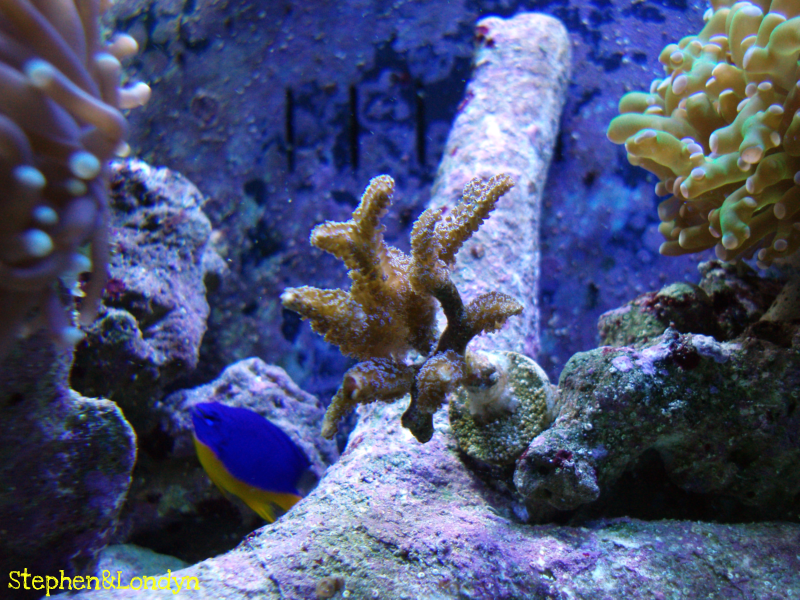 Coral34 - Coral Growth/Tank Photos