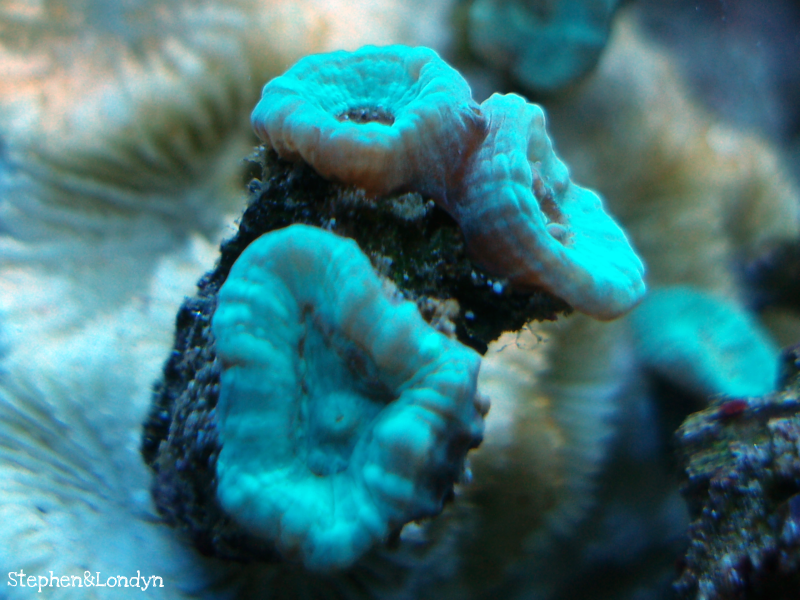 Coral5 - Coral Growth/Tank Photos