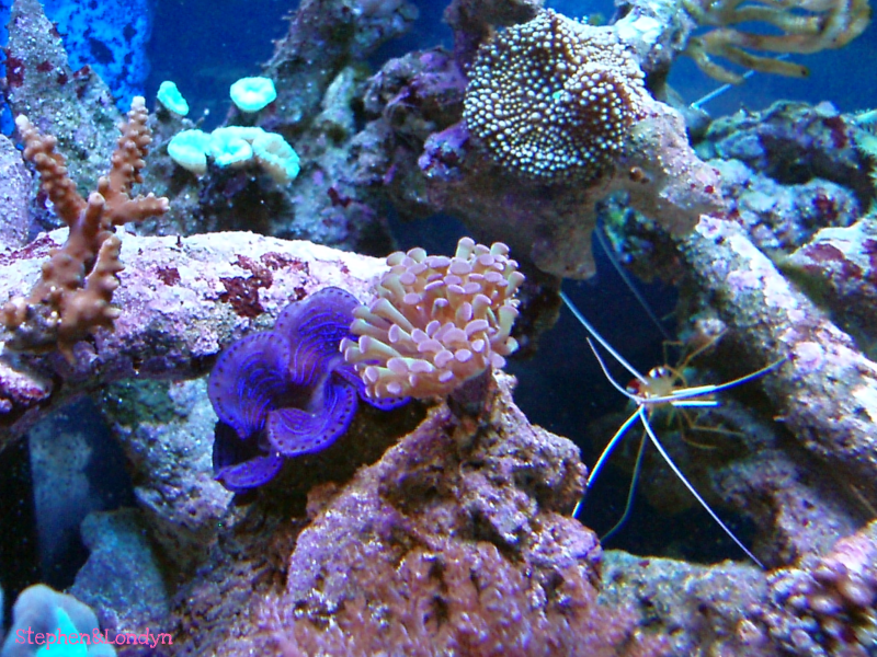 Coral7 - Coral Growth/Tank Photos