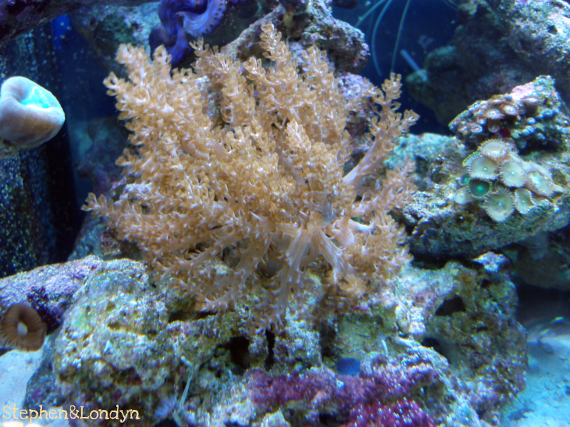 Coral8 - Coral Growth/Tank Photos