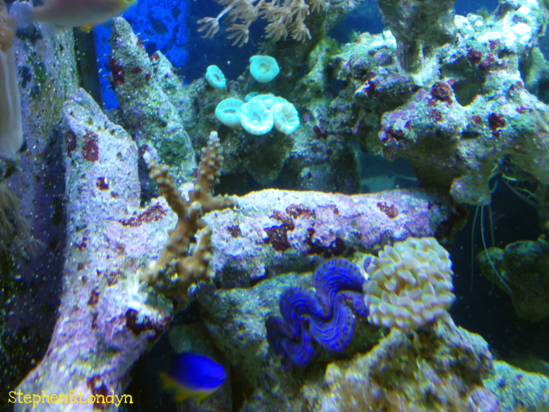 Coral9 - Coral Growth/Tank Photos