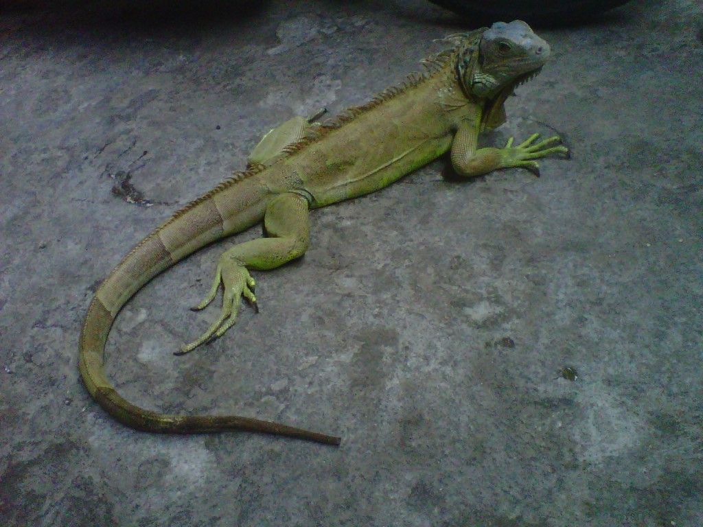 iguana jual beli
