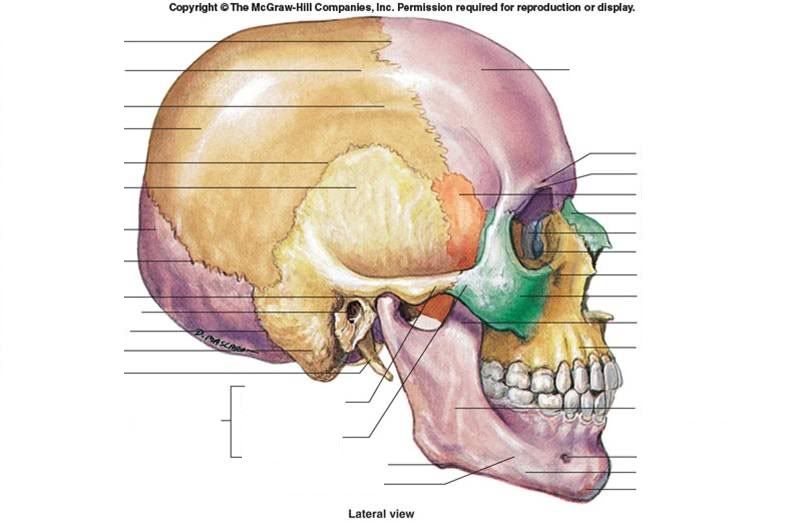 Bones of the Skull Lateral View (by hokehimi) - Memorize.com - Learn