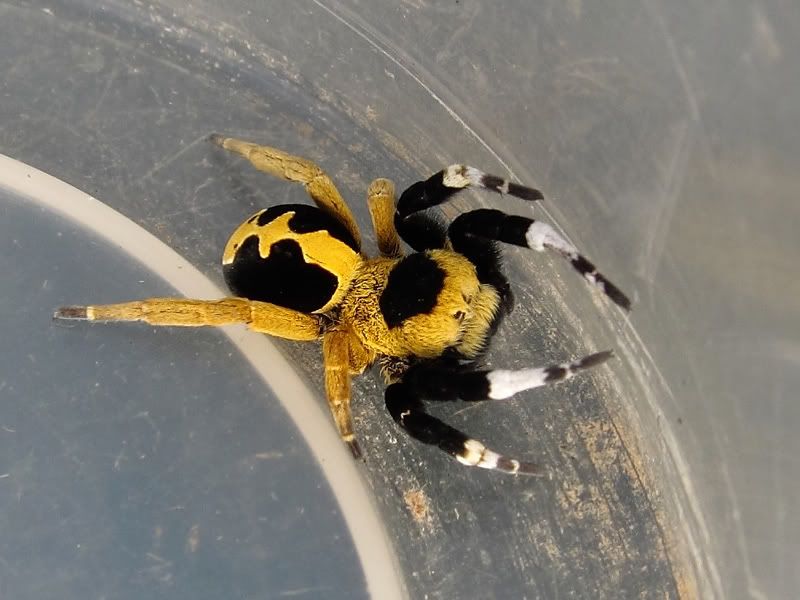 IMAGE: http://i1102.photobucket.com/albums/g451/egurevitch/IMG_2899-2-s.jpg