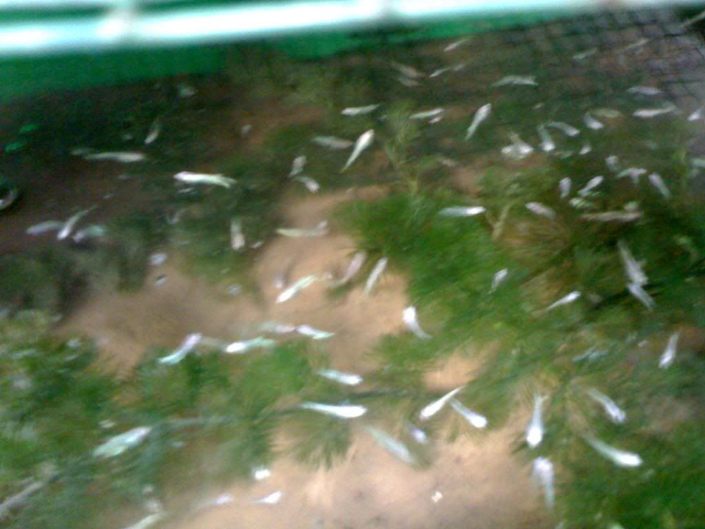 Tặng cá lia thia betta đây - 1