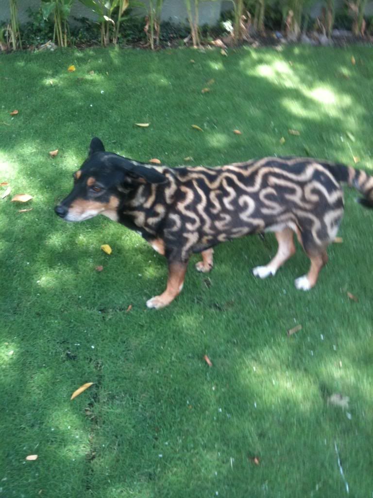 Đây là giống chó gì vậy ?