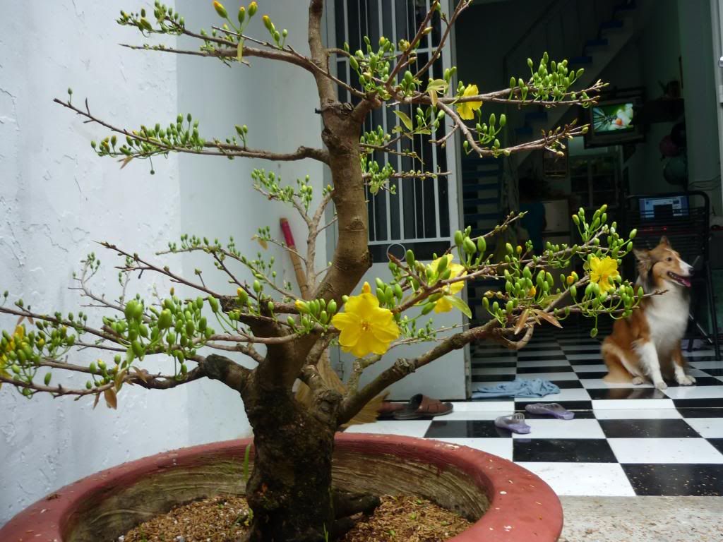 TẾT SẮP ĐẾN RỒI ... Ae vào khoe MAI nhé ... - 1