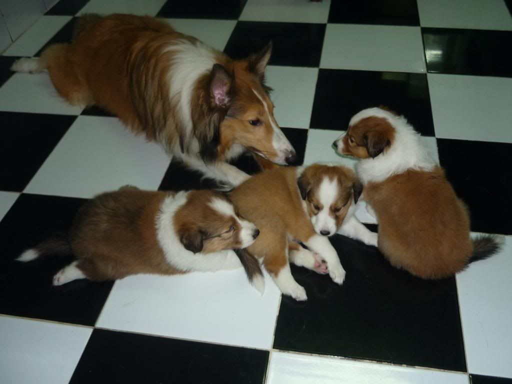 Xin ae tí kinh nghiệm mua chó con - 1