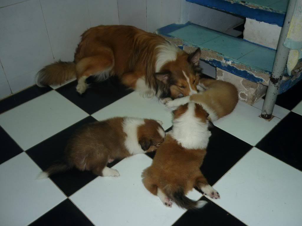 Xin ae tí kinh nghiệm mua chó con