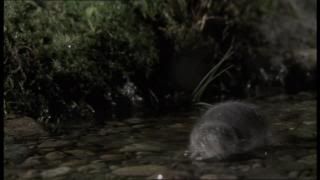 PDVD 002 23 - El Planeta Vivo BBC 2008 [20 DVD] [RS-MG-FSV-FSN.dlc]
