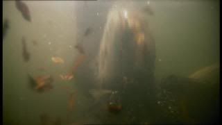 PDVD 004 21 - El Planeta Vivo BBC 2008 [20 DVD] [RS-MG-FSV-FSN.dlc]