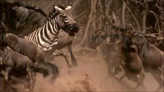 PDVD 004 23 - El Planeta Vivo BBC 2008 [20 DVD] [RS-MG-FSV-FSN.dlc]