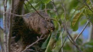 PDVD 005 23 - El Planeta Vivo BBC 2008 [20 DVD] [RS-MG-FSV-FSN.dlc]