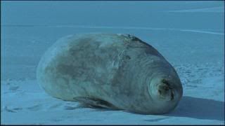 PDVD 013 9 - El Planeta Vivo BBC 2008 [20 DVD] [RS-MG-FSV-FSN.dlc]