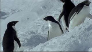 PDVD 014 8 - El Planeta Vivo BBC 2008 [20 DVD] [RS-MG-FSV-FSN.dlc]