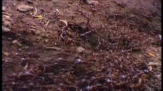 PDVD 021 6 - El Planeta Vivo BBC 2008 [20 DVD] [RS-MG-FSV-FSN.dlc]