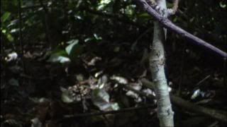 PDVD 022 6 - El Planeta Vivo BBC 2008 [20 DVD] [RS-MG-FSV-FSN.dlc]