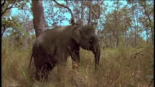 PDVD 041 2 - El Planeta Vivo BBC 2008 [20 DVD] [RS-MG-FSV-FSN.dlc]