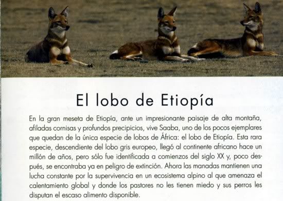 PVA7 - El Planeta Vivo BBC 2008 [20 DVD] [RS-MG-FSV-FSN.dlc]