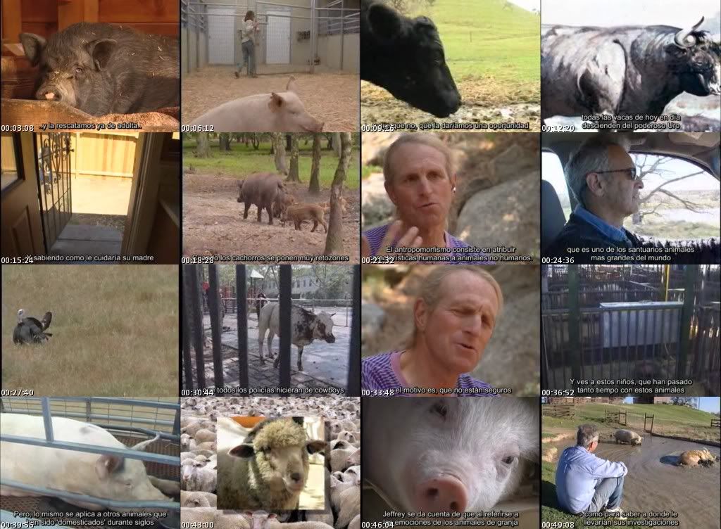 El_emotivo_mundo_de_los_animales_de_granja_Exxteban_s.jpg